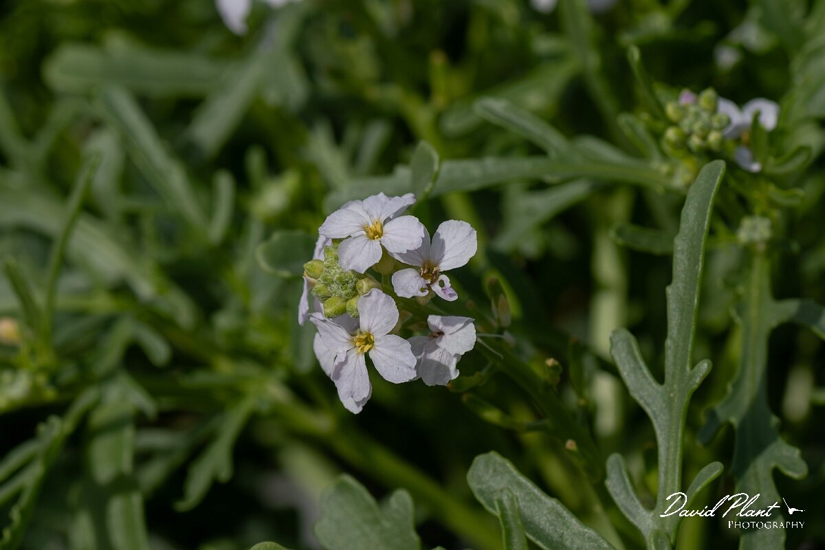 David Plant Photography - Wildlife Photography - Sea rocket - F.jpg - Sea rocket, Cakile maritima - Conwy