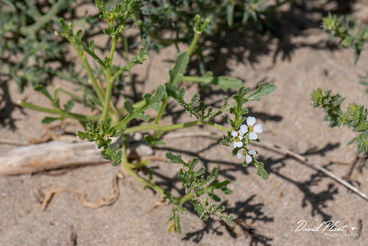David Plant Photography - Wildlife Photography - Sea rocket - G.jpg - Sea rocket, Cakile maritima - Devon