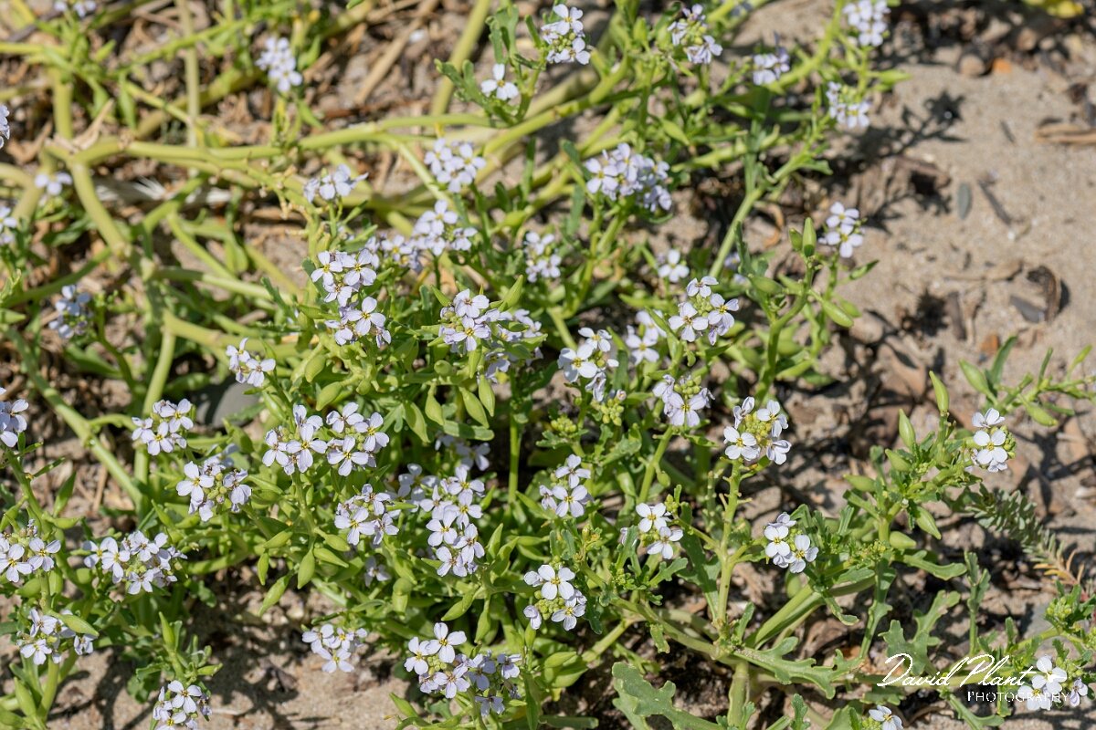 David Plant Photography - Wildlife Photography - Sea rocket - H.jpg - Sea rocket, Cakile maritima - Devon