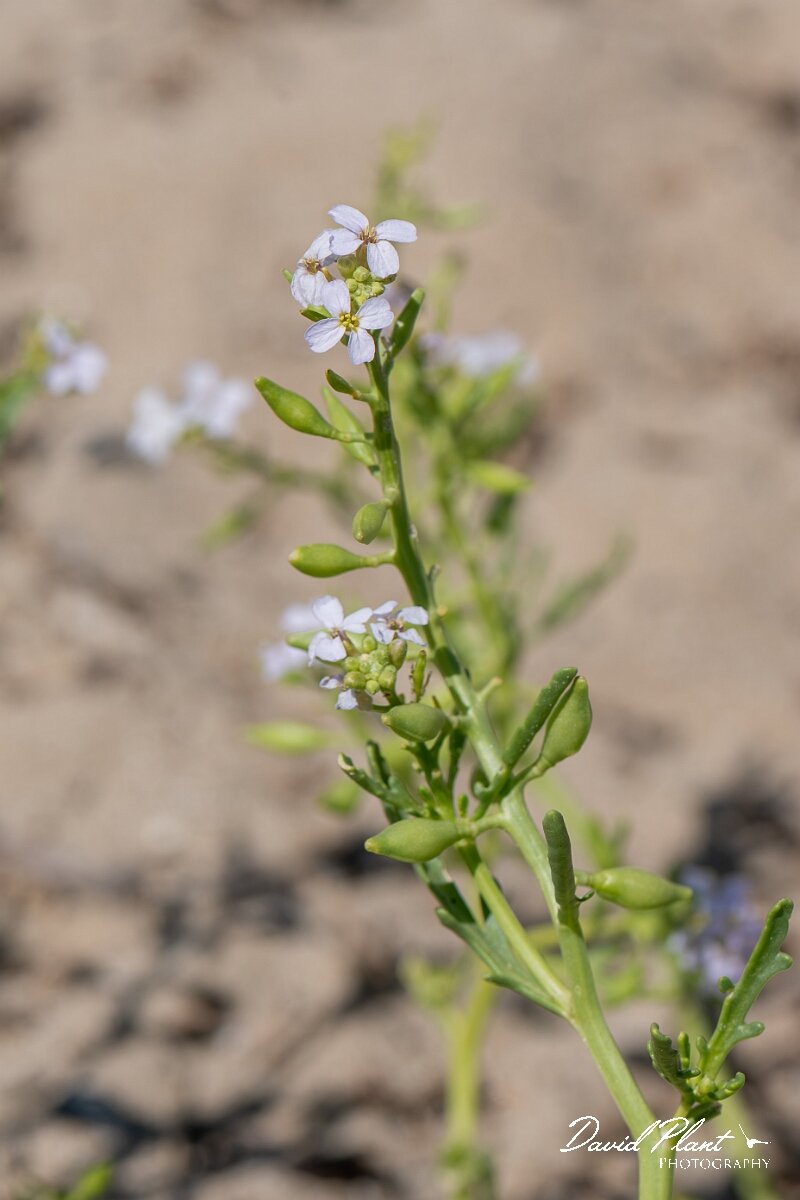 David Plant Photography - Wildlife Photography - Sea rocket - I.jpg - Sea rocket, Cakile maritima - Devon