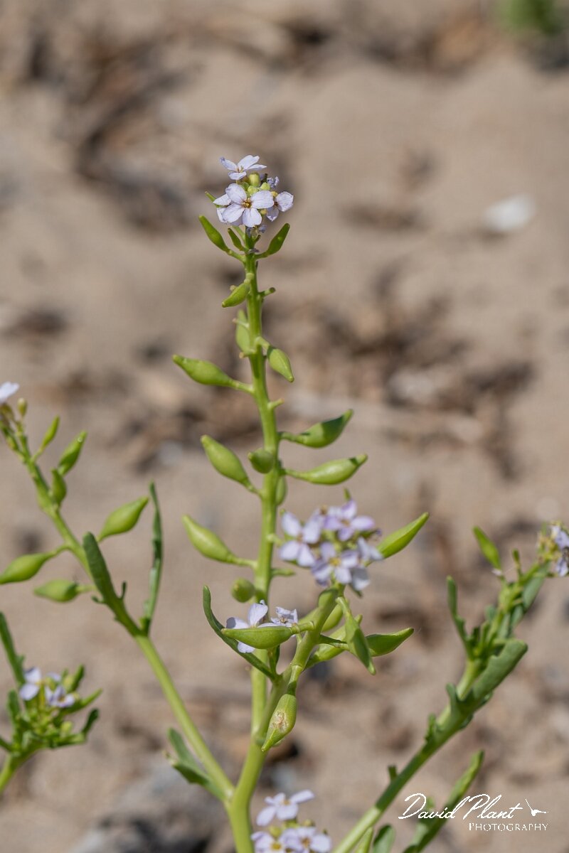 David Plant Photography - Wildlife Photography - Sea rocket - J.jpg - Sea rocket, Cakile maritima - Devon