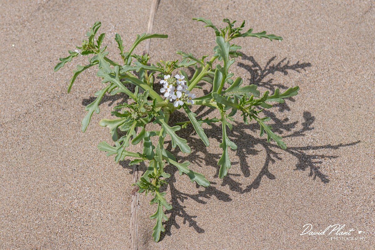 David Plant Photography - Wildlife Photography - Sea rocket - K.jpg - Sea rocket, Cakile maritima - Devon
