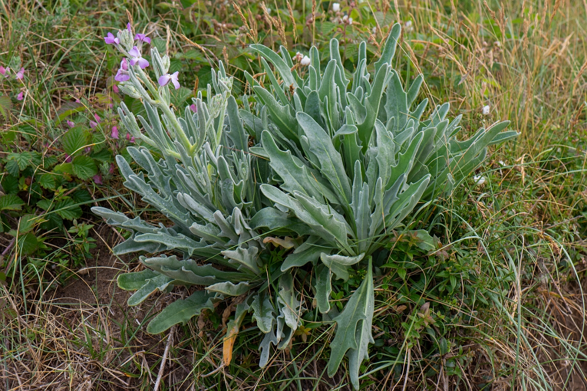David Plant Photography - Wildlife Photography - Sea stock - C.JPG - Sea stock - Bridgend