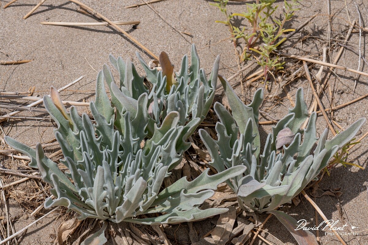 David Plant Photography - Wildlife Photography - Sea stock - F.jpg - Sea stock, Matthiola sinuata - Devon