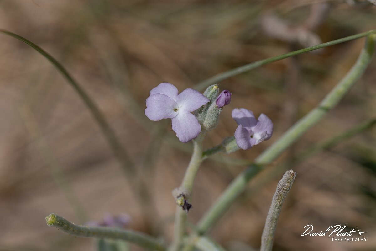 David Plant Photography - Wildlife Photography - Sea stock - G.jpg - Sea stock, Matthiola sinuata - Devon