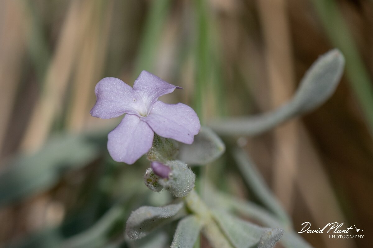 David Plant Photography - Wildlife Photography - Sea stock - H.jpg - Sea stock, Matthiola sinuata - Devon
