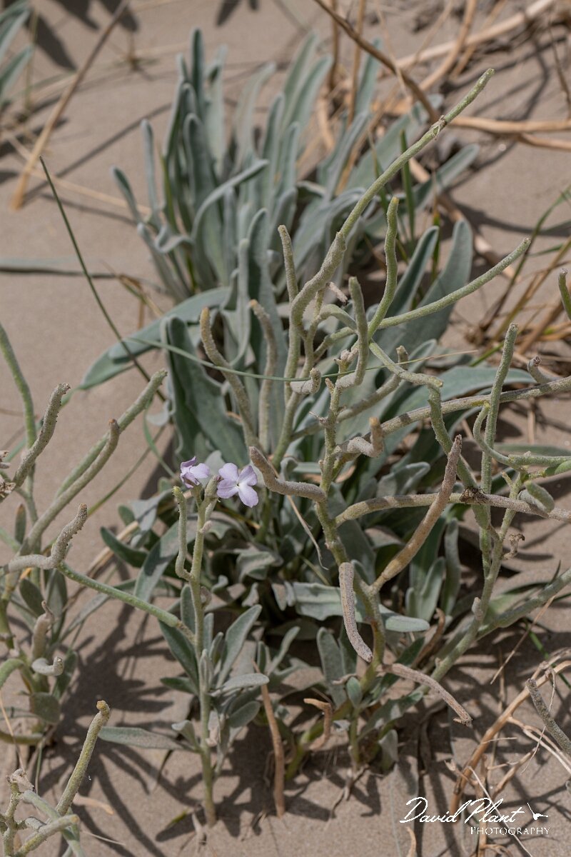David Plant Photography - Wildlife Photography - Sea stock - I.jpg - Sea stock, Matthiola sinuata - Devon