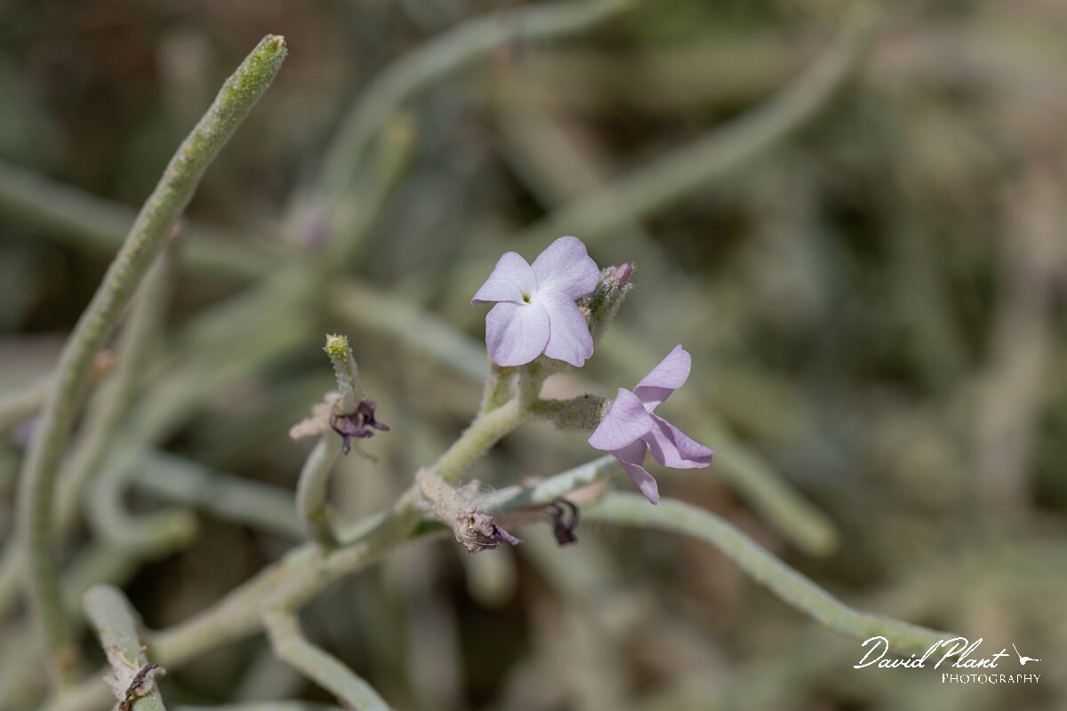 David Plant Photography - Wildlife Photography - Sea stock - K.jpg - Sea stock, Matthiola sinuata - Devon