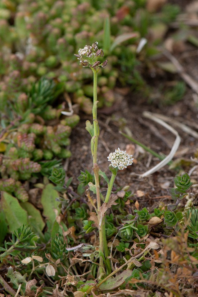 David Plant Photography - Wildlife Photography - Shepherd's cress - A.JPG - Shepherd's cress flower head - Suffolk