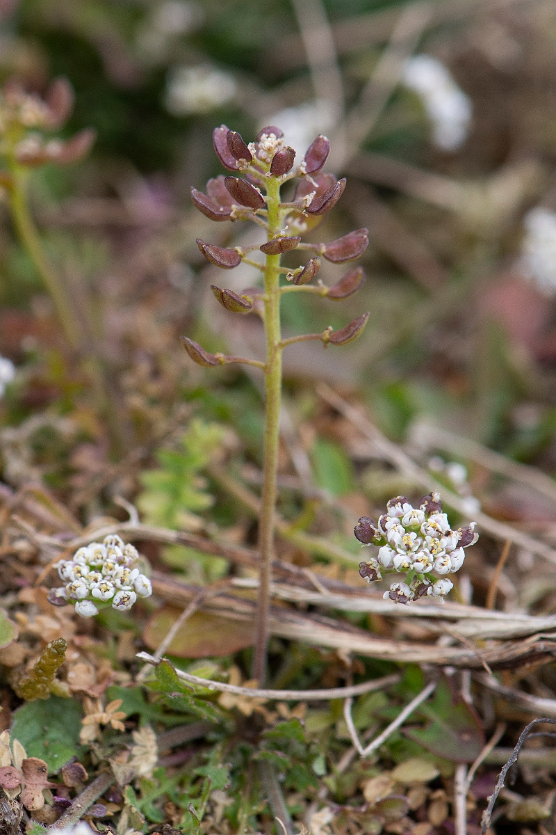 David Plant Photography - Wildlife Photography - Shepherd's cress - B.JPG - Shepherd's cress flower head and seeds - Suffolk