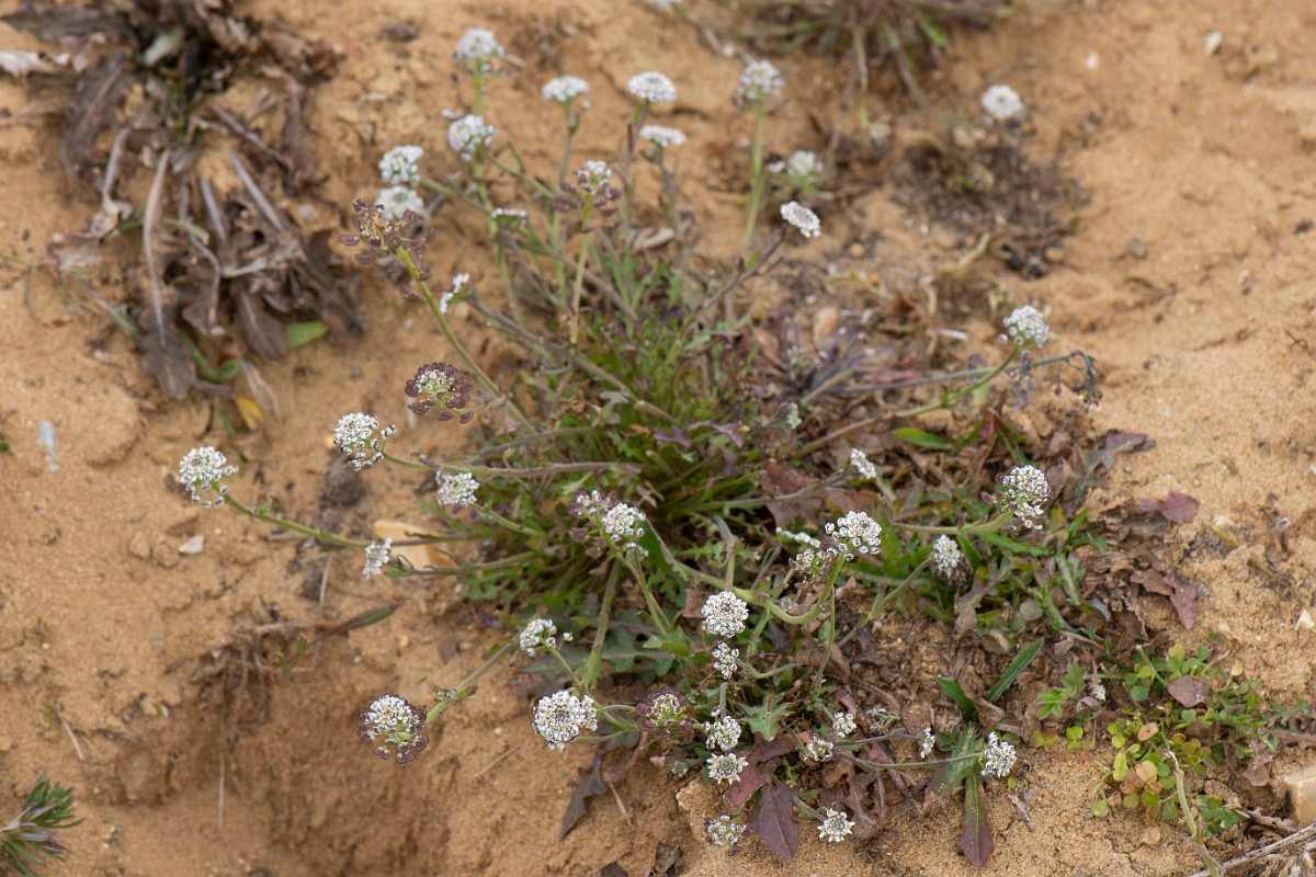 David Plant Photography - Wildlife Photography - Shepherd's cress - F.JPG - Shepherd's cress plant - Suffolk