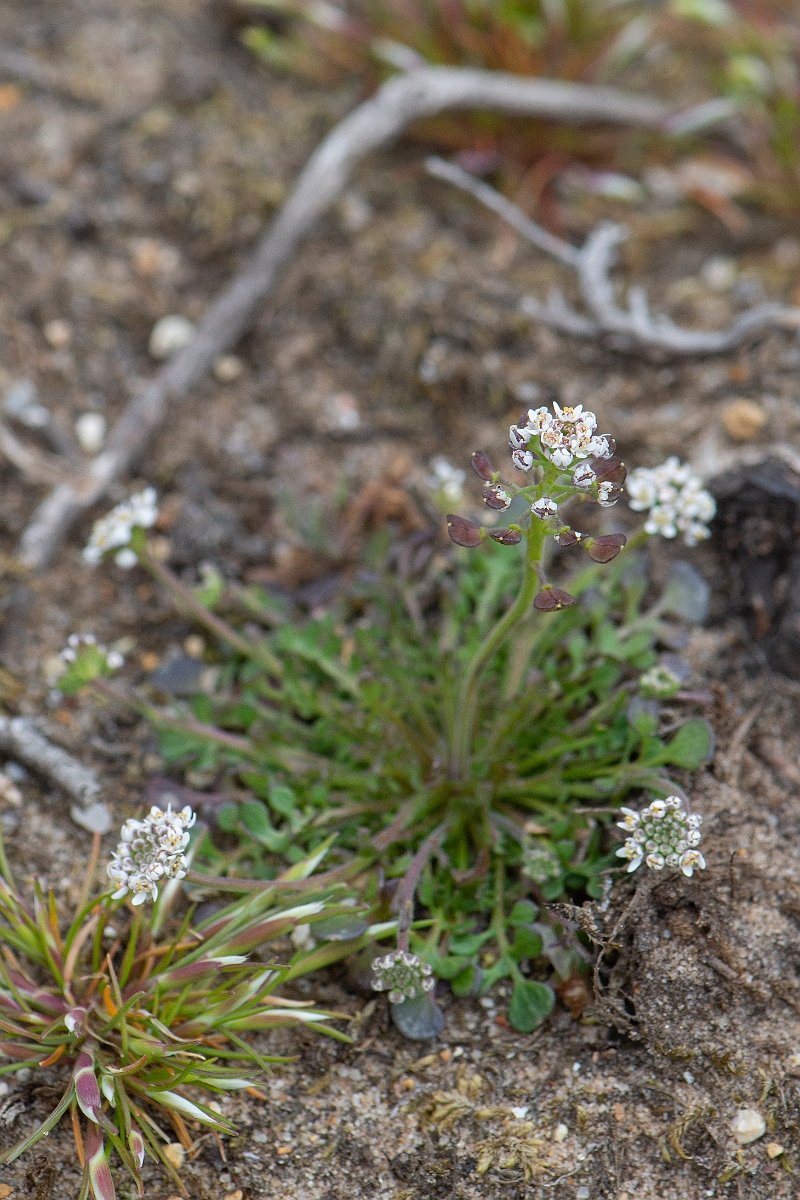 David Plant Photography - Wildlife Photography - Shepherd's cress - H.JPG - Shepherd's cress - Norfolk