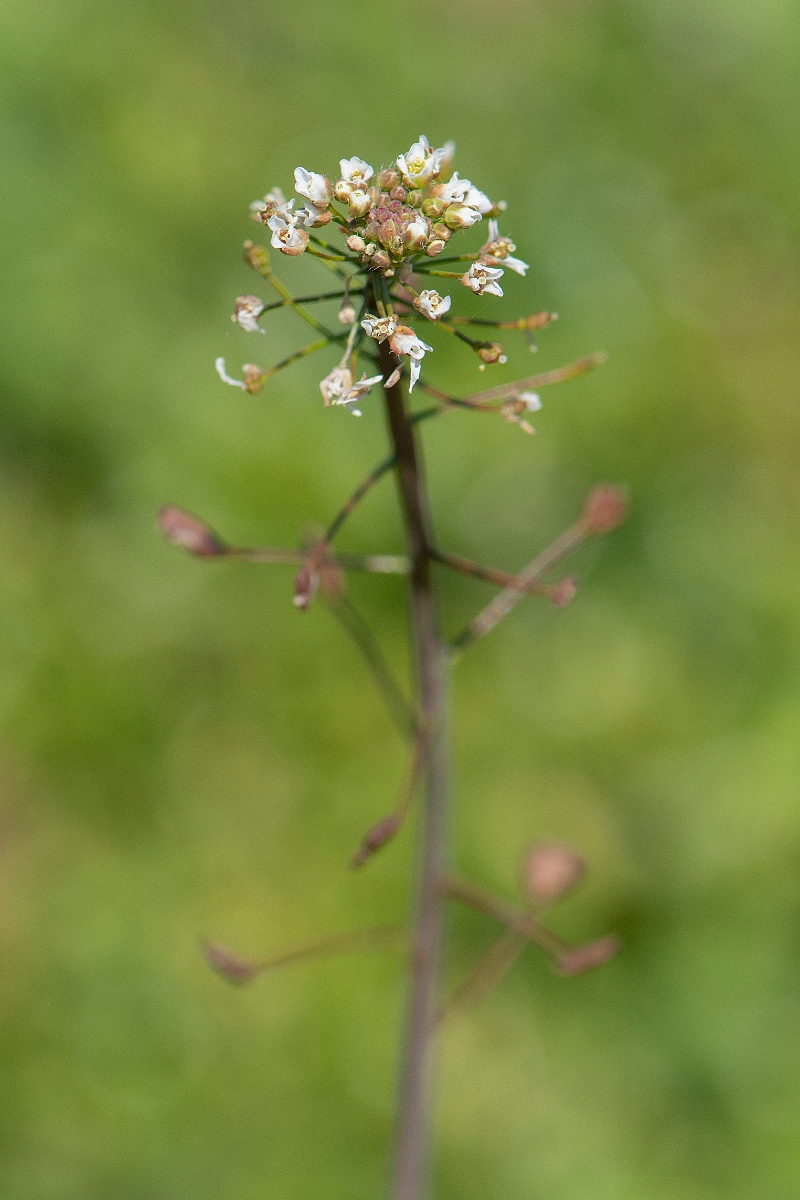 David Plant Photography - Wildlife Photography - Shepherd's purse - D.JPG - Shepherd's purse - Cambridgeshire