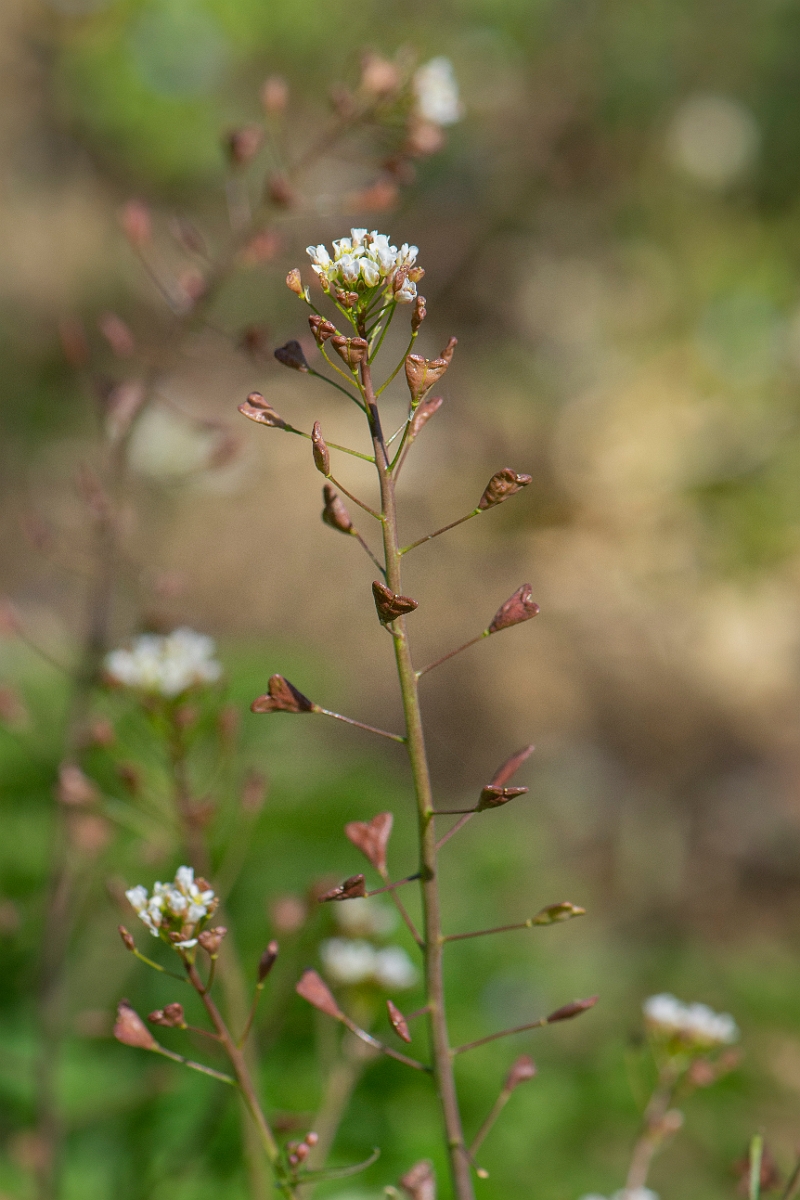 David Plant Photography - Wildlife Photography - Shepherd's purse - E.JPG - Shepherd's purse - Cambridgeshire