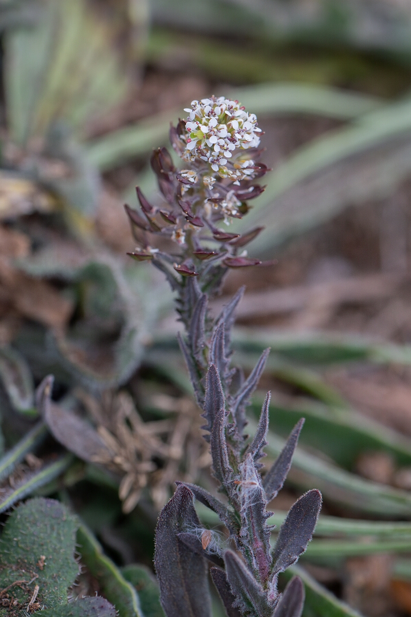 David Plant Photography - Wildlife Photography - Smith's pepperwort - A.jpg - Smith's pepperwort - Cornwall