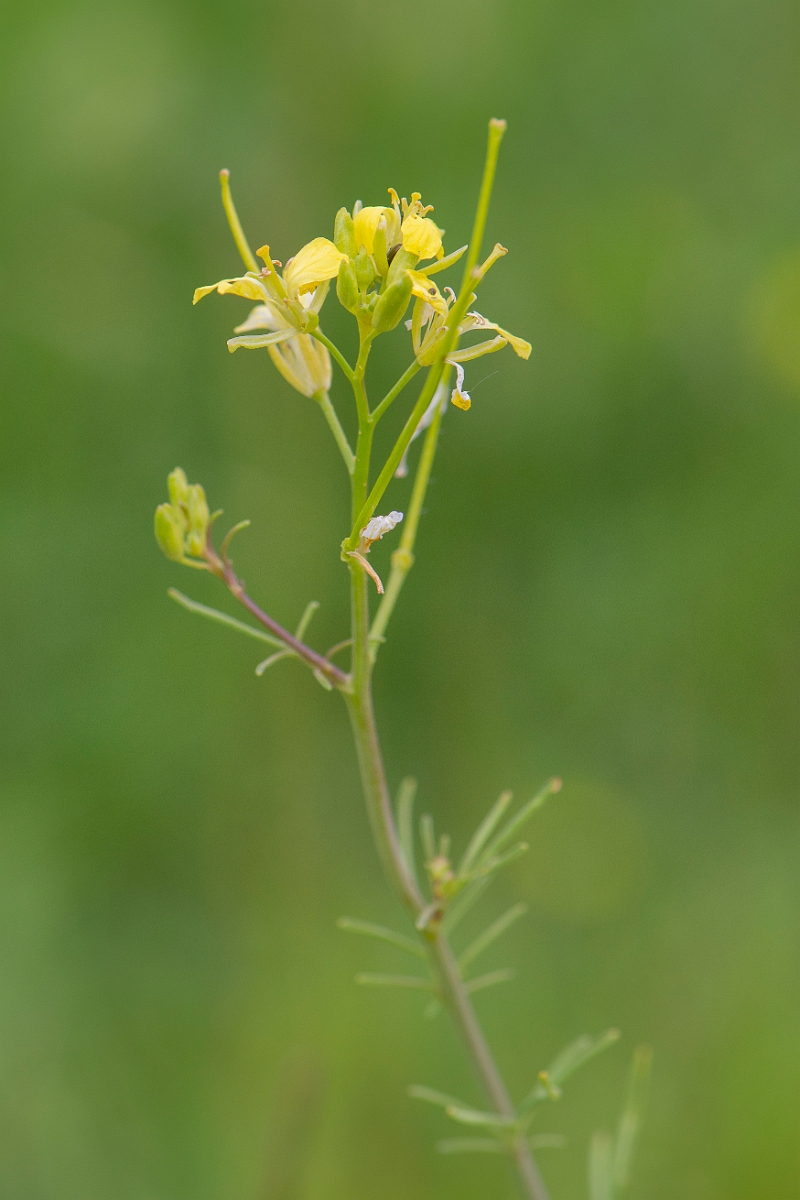 David Plant Photography - Wildlife Photography - Tall rocket - B.JPG - Tall rocket - Suffolk