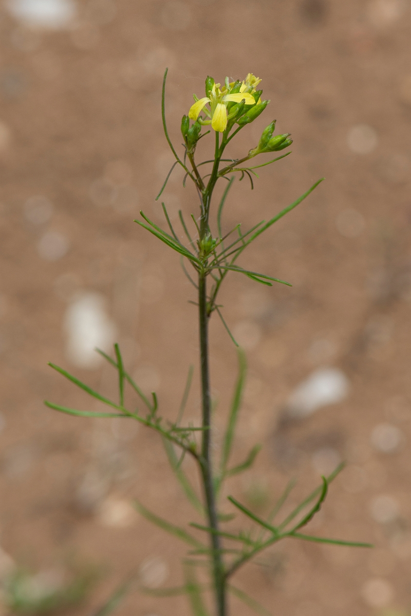 David Plant Photography - Wildlife Photography - Tall rocket - C.JPG - Tall rocket - Suffolk