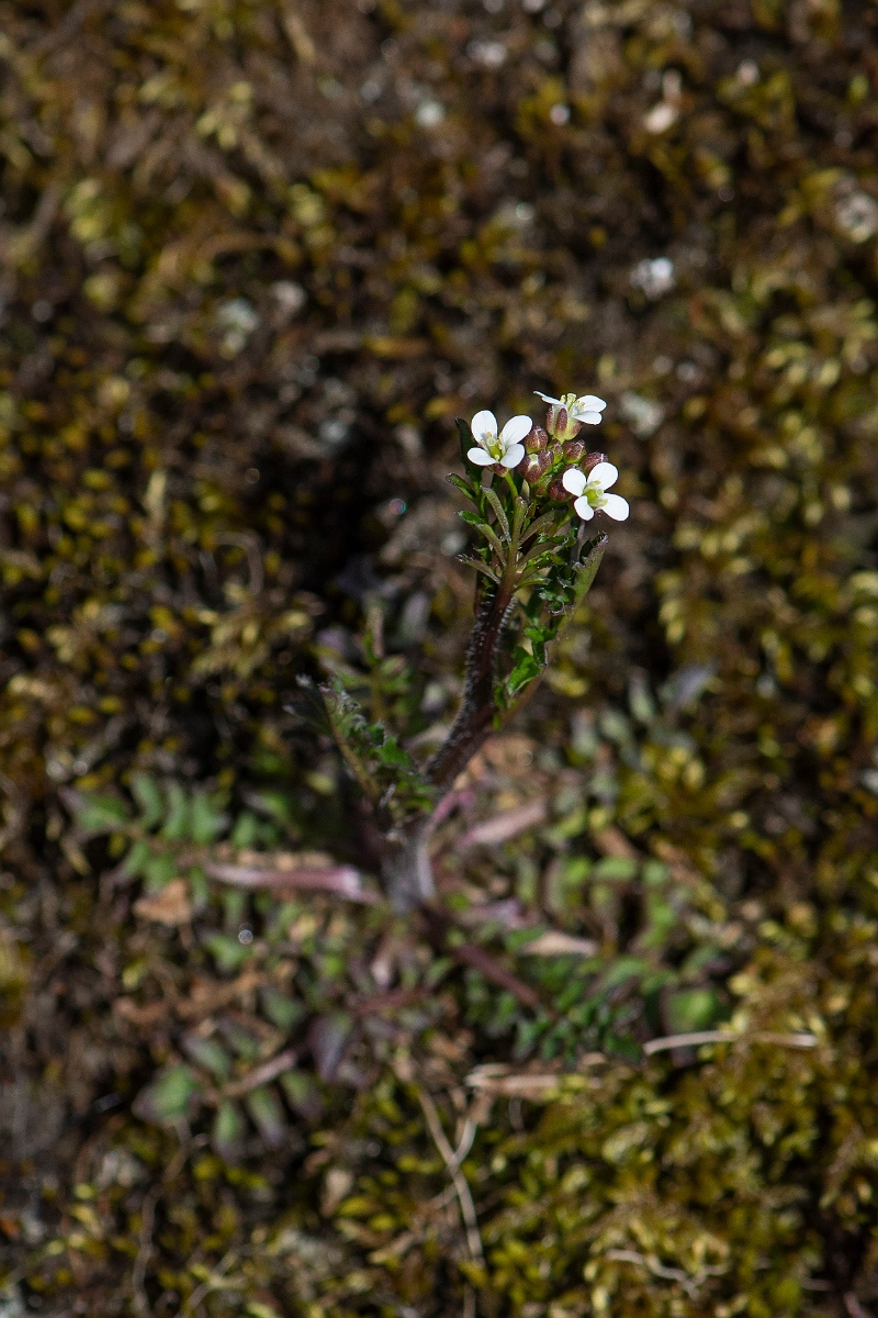 David Plant Photography - Wildlife Photography - Wavy bittercress - B.JPG - Wavy bitter-cress - Perthshire
