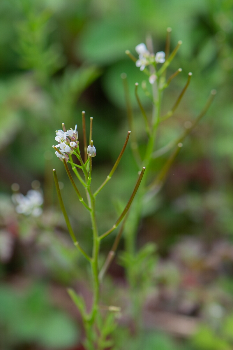 David Plant Photography - Wildlife Photography - Wavy bittercress - D.jpg - Wavy bittercress - Avon