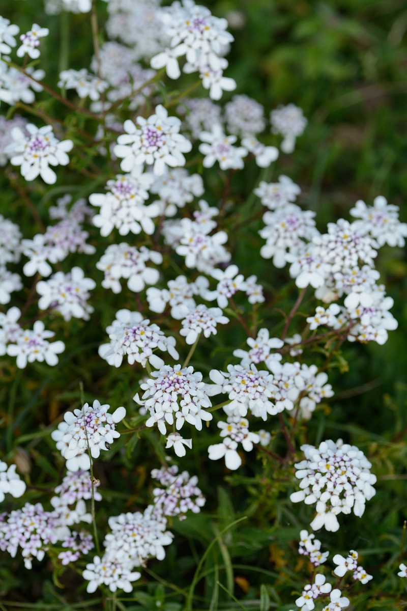 David Plant Photography - Wildlife Photography - Wild candytuft - B.jpg - Wild candytuft - Hertfordshire
