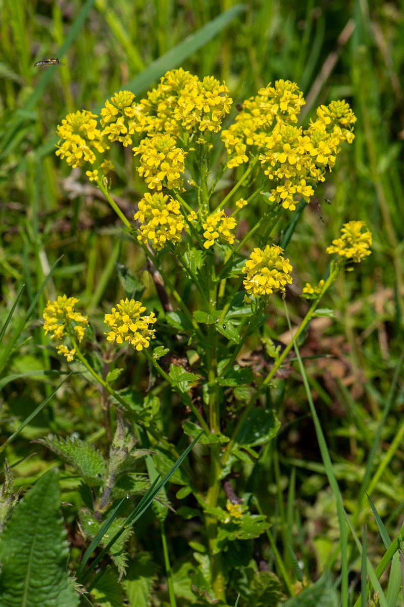 David Plant Photography - Wildlife Photography - Wintercress - A.JPG - Wintercress - Essex