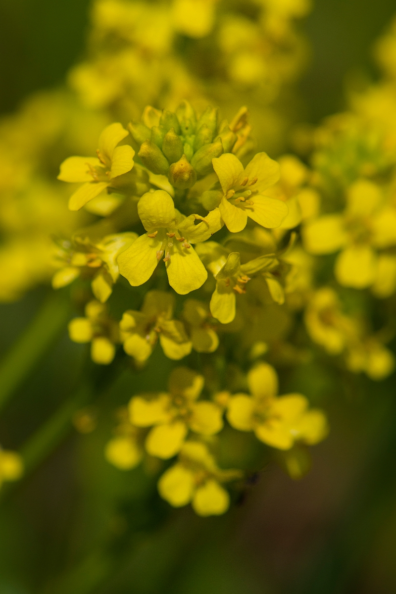 David Plant Photography - Wildlife Photography - Wintercress - B.JPG - Wintercress flowers - Essex