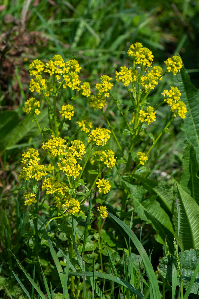 David Plant Photography - Wildlife Photography - Wintercress - C.JPG - Wintercress - Essex