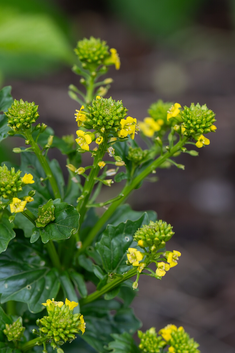 David Plant Photography - Wildlife Photography - Wintercress - F.jpg - Wintercress - Avon