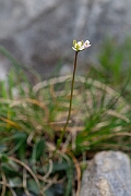 David Plant Photography - Wildlife Photography - Bristol rockcress - C