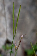 David Plant Photography - Wildlife Photography - Bristol rockcress - D