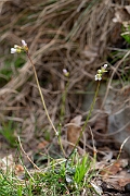 David Plant Photography - Wildlife Photography - Bristol rockcress - E