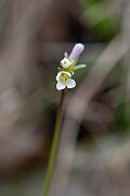 David Plant Photography - Wildlife Photography - Bristol rockcress - G