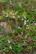 David Plant Photography - Wildlife Photography - Common whitlow-grass - G