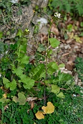 David Plant Photography - Wildlife Photography - Garlic mustard - F