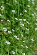 David Plant Photography - Wildlife Photography - Garlic mustard - G