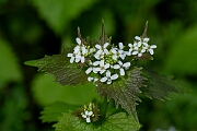 David Plant Photography - Wildlife Photography - Garlic mustard - H