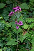 David Plant Photography - Wildlife Photography - Honesty - C