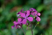 David Plant Photography - Wildlife Photography - Honesty - D