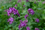 David Plant Photography - Wildlife Photography - Honesty - E