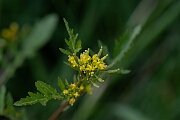 David Plant Photography - Wildlife Photography - Marsh yellow-cress - E