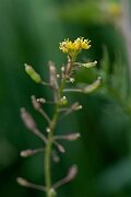 David Plant Photography - Wildlife Photography - Marsh yellow-cress - F