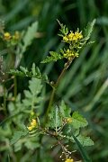 David Plant Photography - Wildlife Photography - Marsh yellow-cress - G