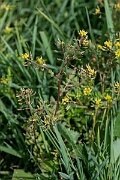 David Plant Photography - Wildlife Photography - Marsh yellow-cress - H