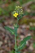 David Plant Photography - Wildlife Photography - Oilseed rape - D