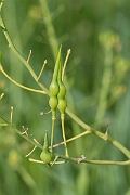 David Plant Photography - Wildlife Photography - Sea radish - G