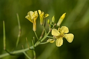 David Plant Photography - Wildlife Photography - Sea radish - H