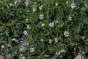 David Plant Photography - Wildlife Photography - Sea rocket - E