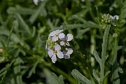 David Plant Photography - Wildlife Photography - Sea rocket - F