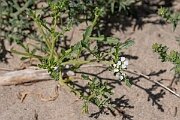 David Plant Photography - Wildlife Photography - Sea rocket - G