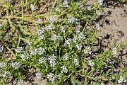 David Plant Photography - Wildlife Photography - Sea rocket - H